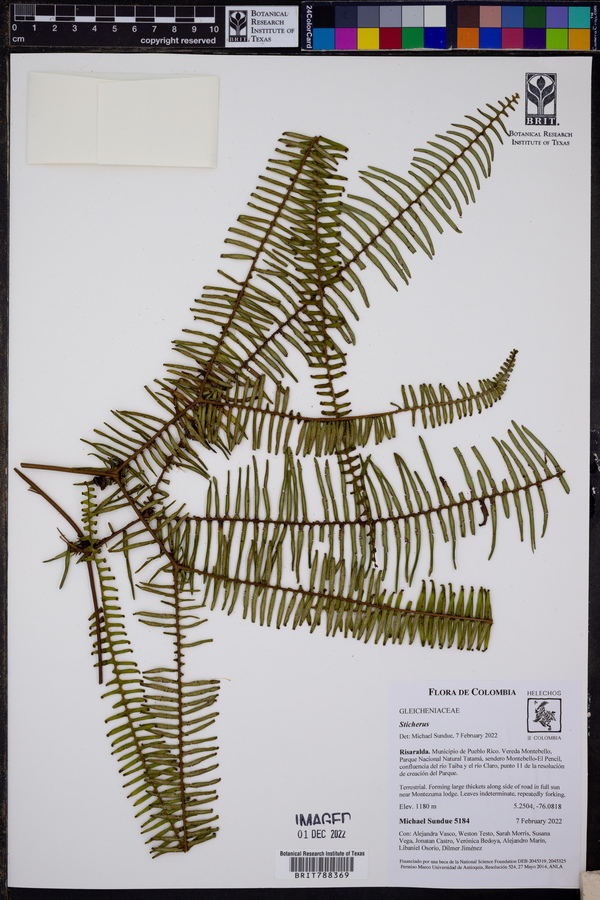 Sticherus remotus image