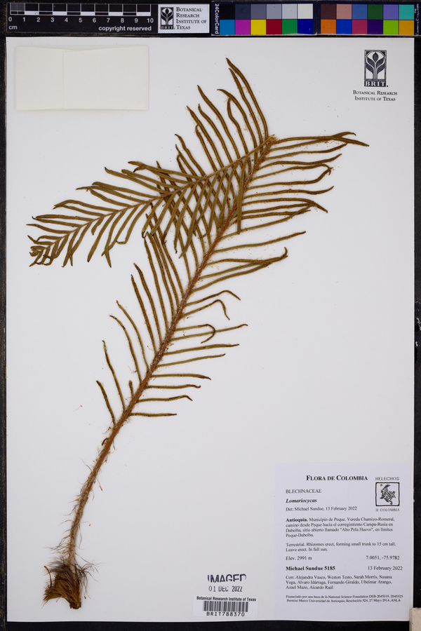 Lomariocycas columbiensis image