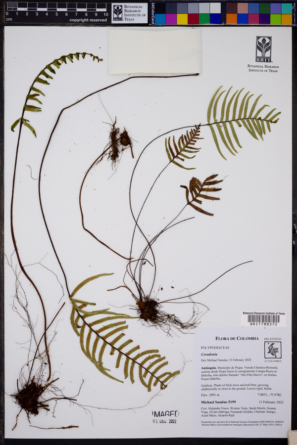 Ceradenia bishopii image