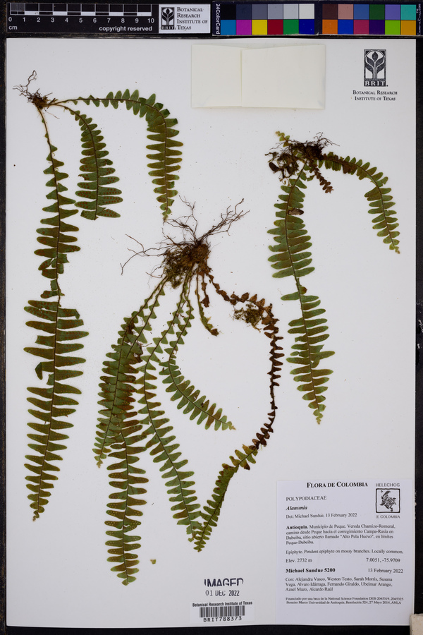 Alansmia laxa image