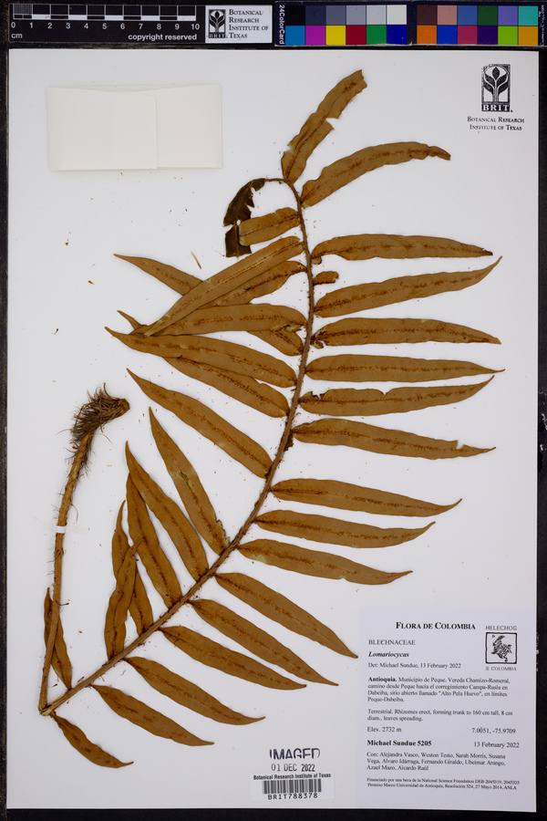 Lomariocycas schomburgkii image