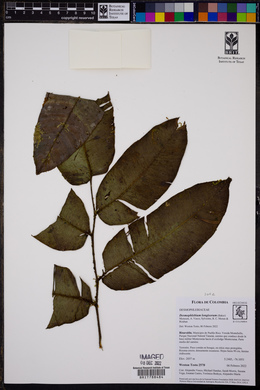 Image of Desmophlebium longisorum