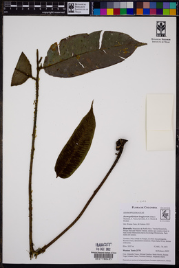 Desmophlebium longisorum image
