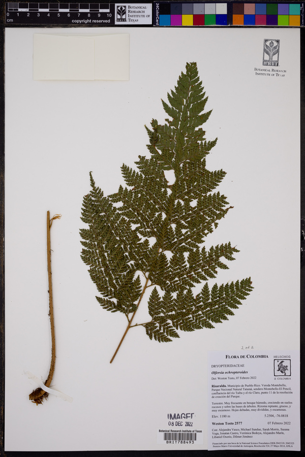 Olfersia ochropteroides image