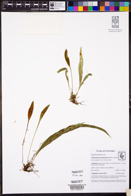 Elaphoglossum pygmaeum image