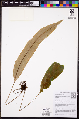 Elaphoglossum cuspidatum image
