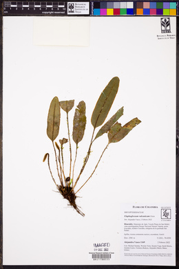 Elaphoglossum vulcanicum image