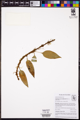 Image of Elaphoglossum antioquianum