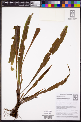 Elaphoglossum lellingeri image