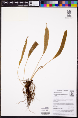 Elaphoglossum cuspidatum image
