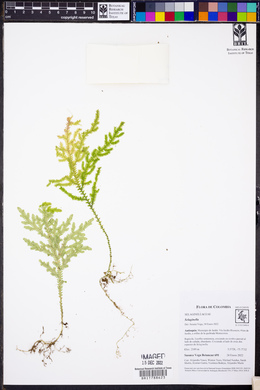 Selaginella haenkeana image