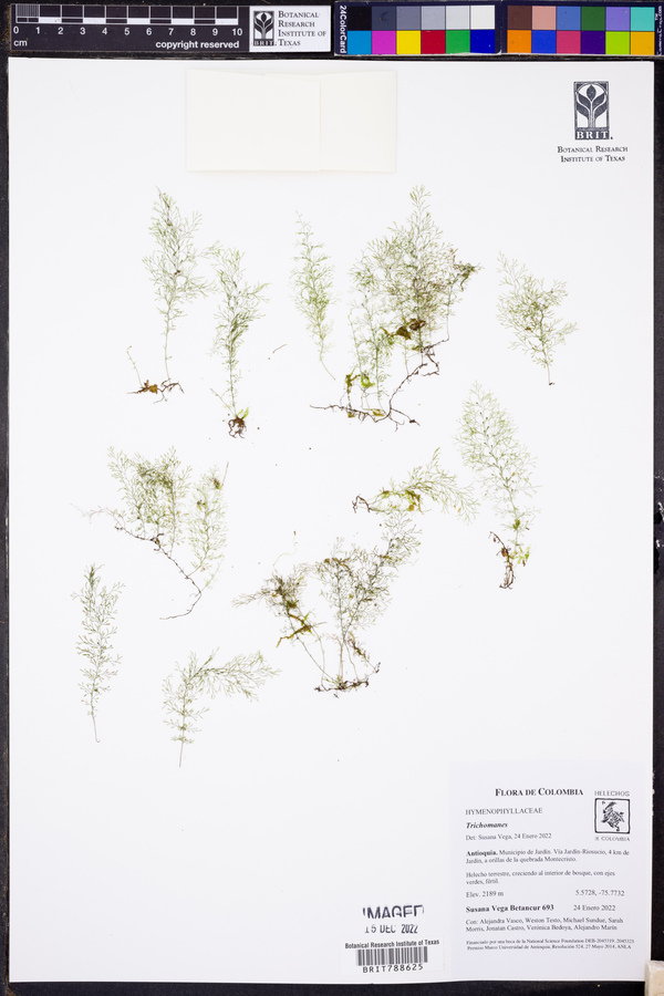 Polyphlebium capillaceum image