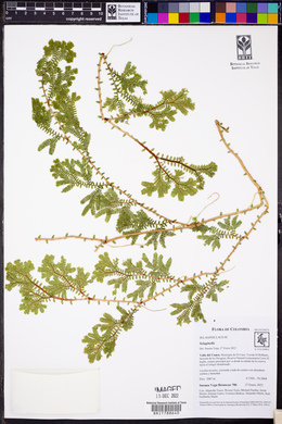 Selaginella silvestris image