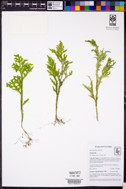 Selaginella haenkeana image