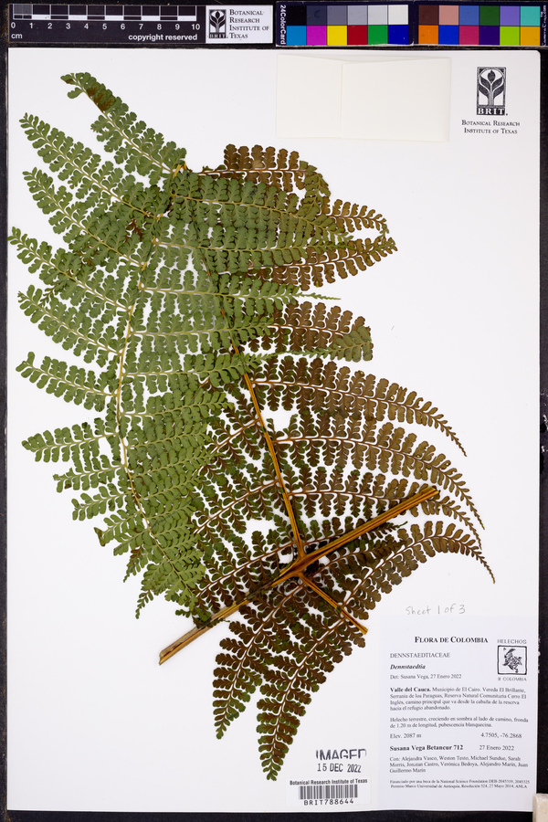 Dennstaedtia cornuta image
