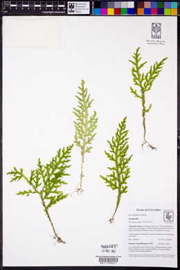 Selaginella haenkeana image