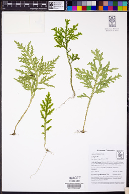 Selaginella haenkeana image