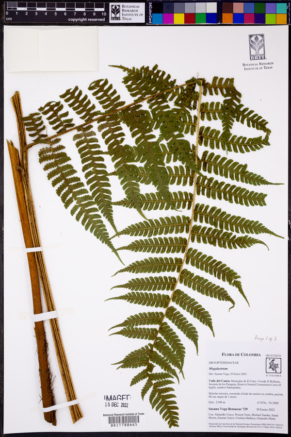Megalastrum fugaceum image