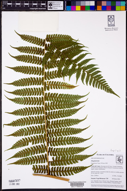 Image of Megalastrum fugaceum