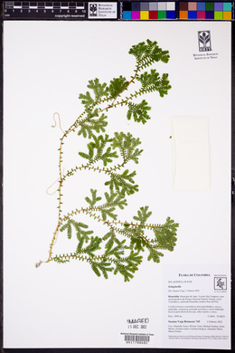 Selaginella silvestris image