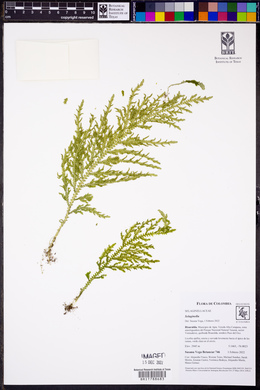 Selaginella haenkeana image