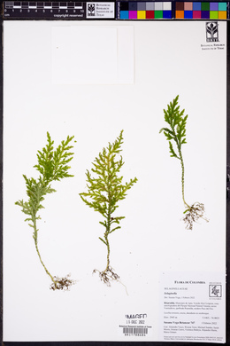 Selaginella haenkeana image