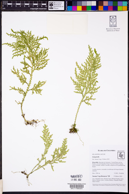 Selaginella haenkeana image