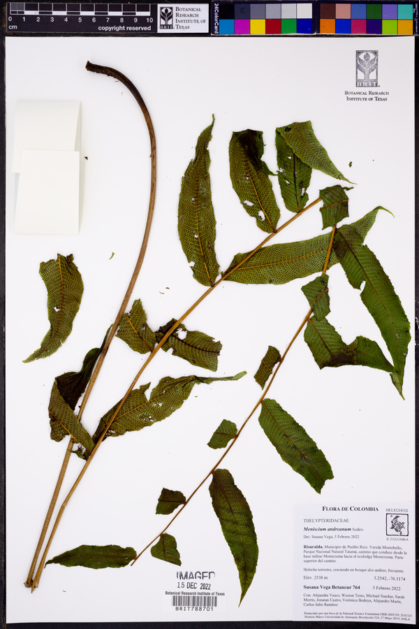 Meniscium andreanum image