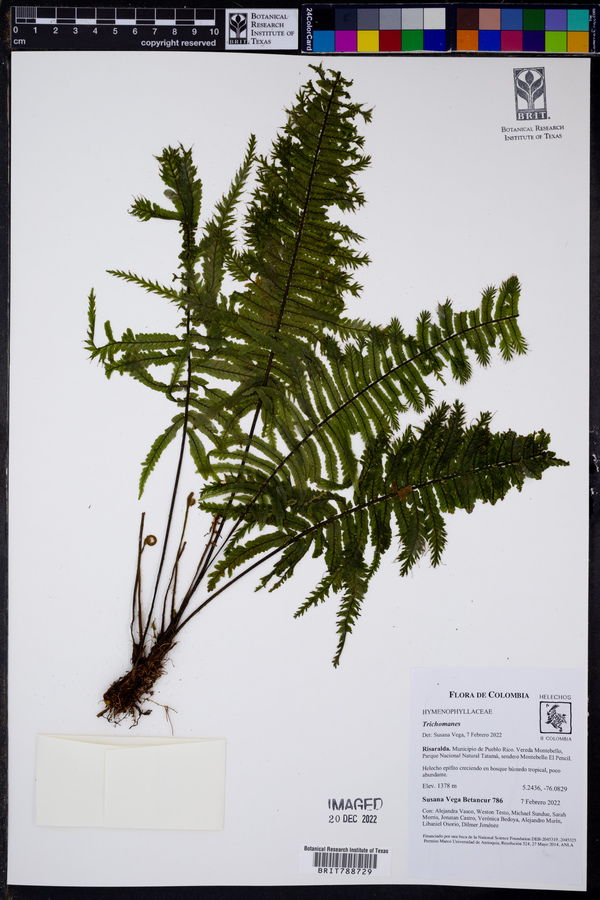 Trichomanes dactylites image