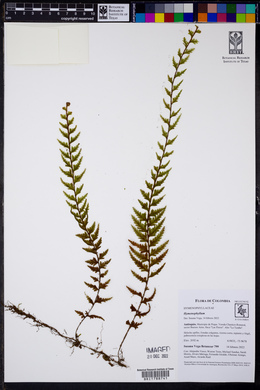 Hymenophyllum interruptum image