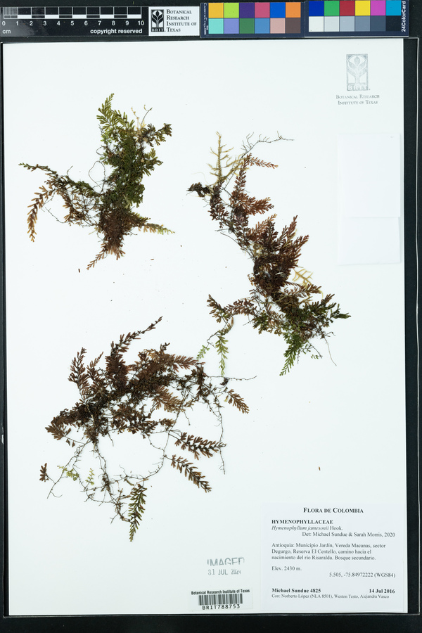 Hymenophyllum jamesonii image