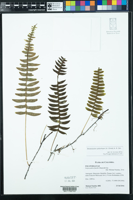 Serpocaulon ptilorhizon image