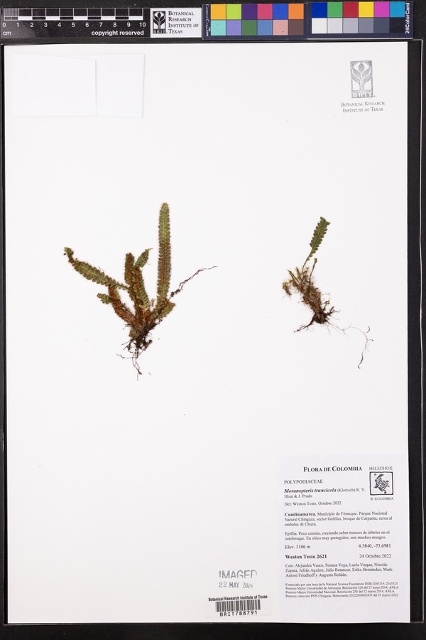 Moranopteris truncicola image