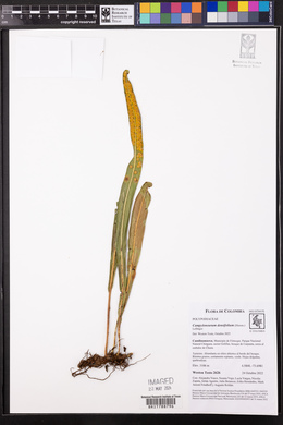 Campyloneurum densifolium image