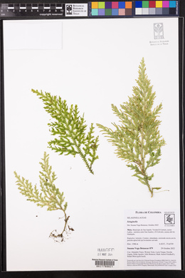 Selaginella haenkeana image