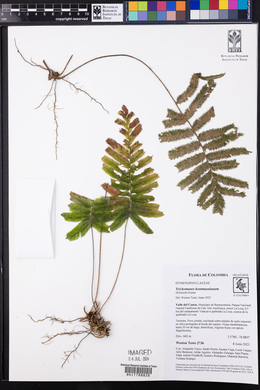 Trichomanes hostmannianum image