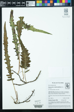 Serpocaulon semipinnatifidum image