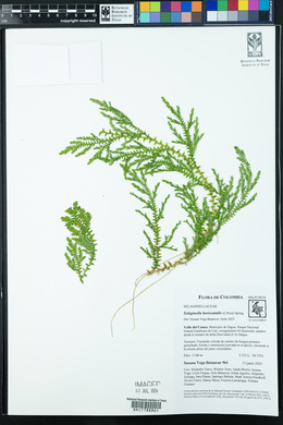 Selaginella horizontalis image