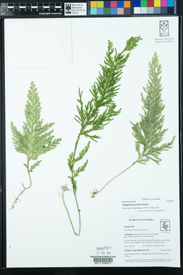 Selaginella lechleri image