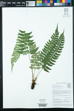 Polystichum platyphyllum image