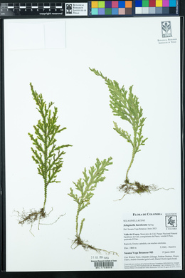 Selaginella haenkeana image