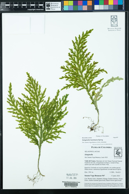 Selaginella haenkeana image