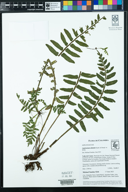 Asplenium alatum image