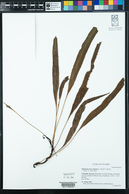 Elaphoglossum ciliatum image
