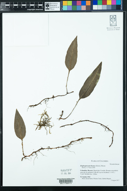 Elaphoglossum lloense image