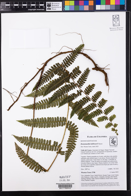 Dennstaedtia obtusifolia image