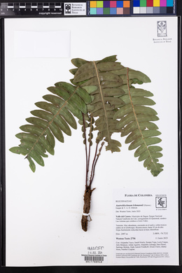 Austroblechnum lehmannii image