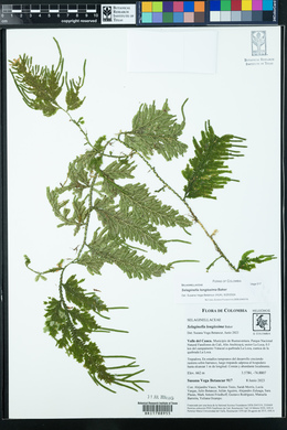 Selaginella longissima image