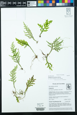 Selaginella haenkeana image