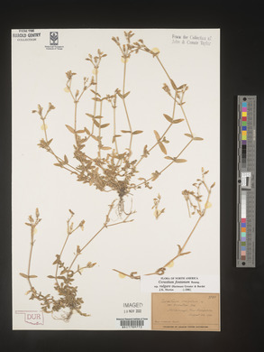 Cerastium fontanum image